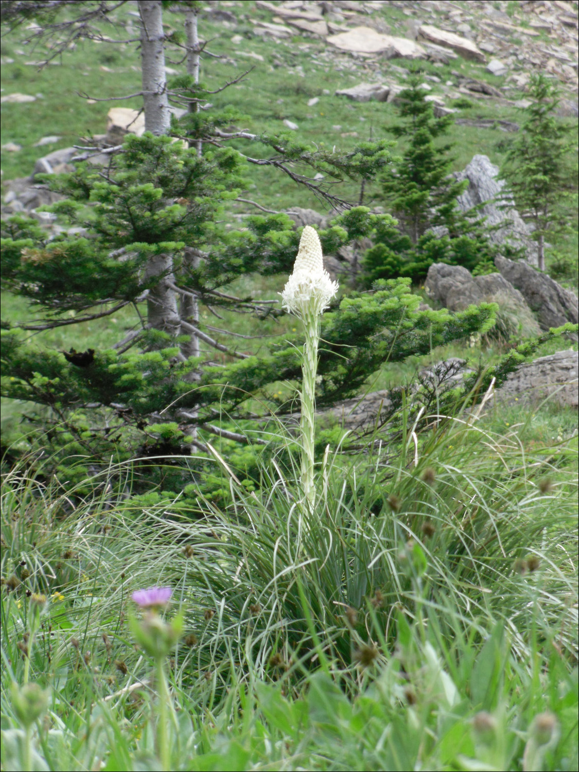 Glacier National Park-Views from west of Logans Pass on Going to the Sun Road.  (Bear grass)